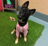 adoptable Dog in houston, TX named BLYNN