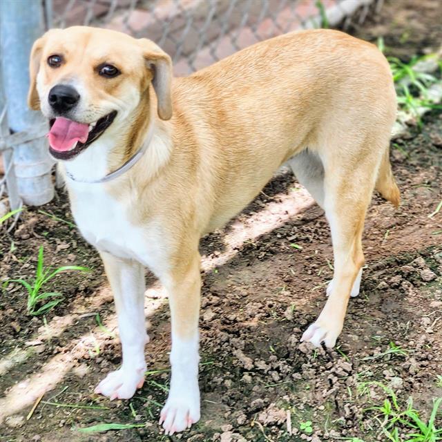 adoptable Dog in Houston, TX named BRYNN