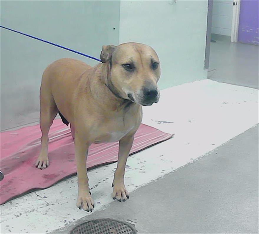 adoptable Dog in Houston, TX named ZOLA