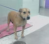 adoptable Dog in  named ZOLA