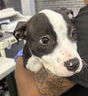 adoptable Dog in  named ZAHRA