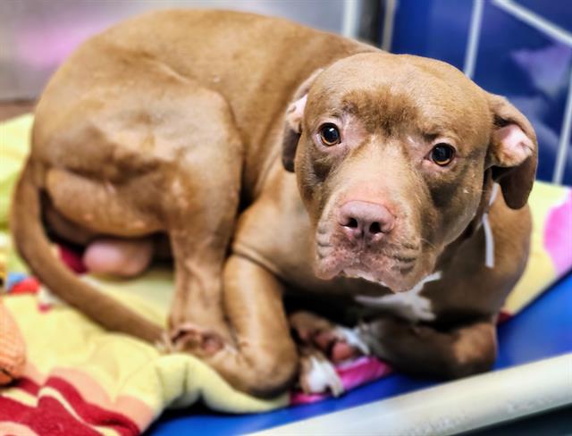 adoptable Dog in Houston, TX named BRUNO