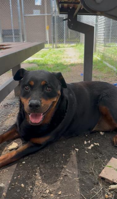 adoptable Dog in Houston, TX named MILEE