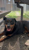 adoptable Dog in  named MILEE