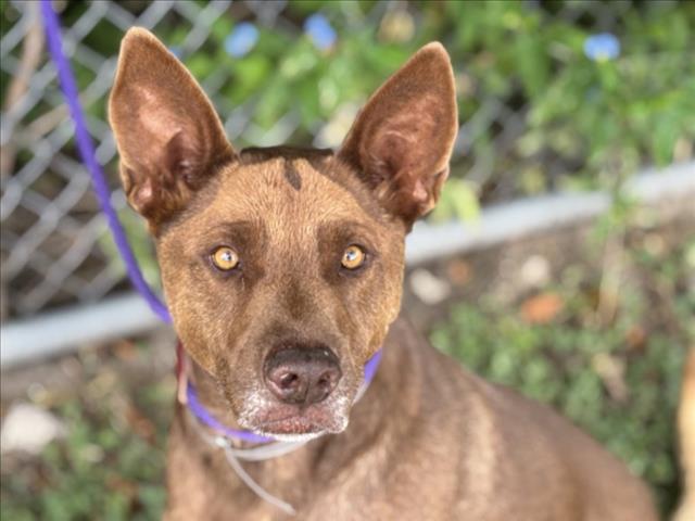 adoptable Dog in Houston, TX named CARTER