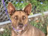 adoptable Dog in  named CARTER