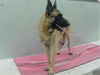 adoptable Dog in  named DUKE