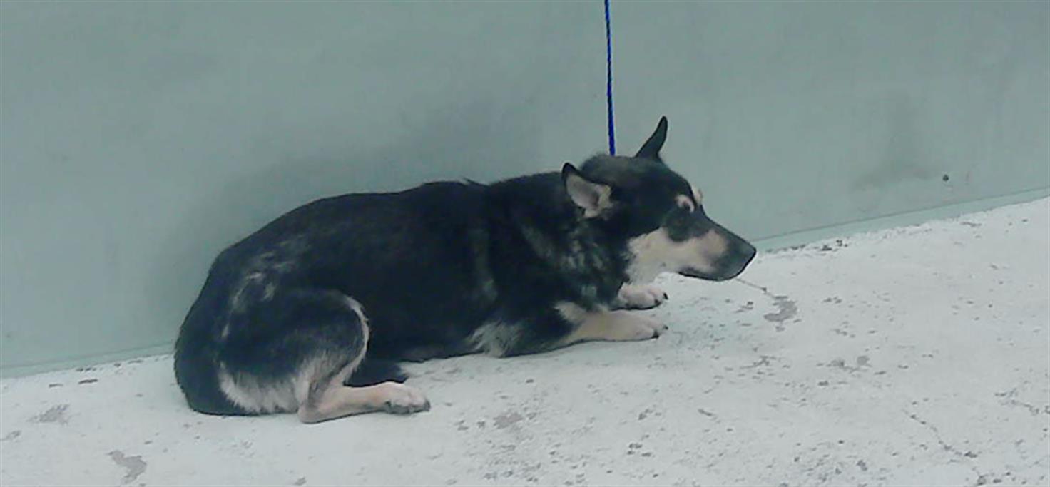 adoptable Dog in Houston, TX named CHITARA
