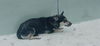 adoptable Dog in  named CHITARA