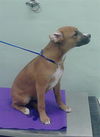 adoptable Dog in  named TARA