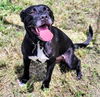 adoptable Dog in  named TARTE