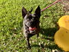 adoptable Dog in  named BEANIE