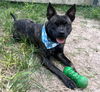 adoptable Dog in  named BEANIE