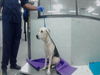 adoptable Dog in  named KORA