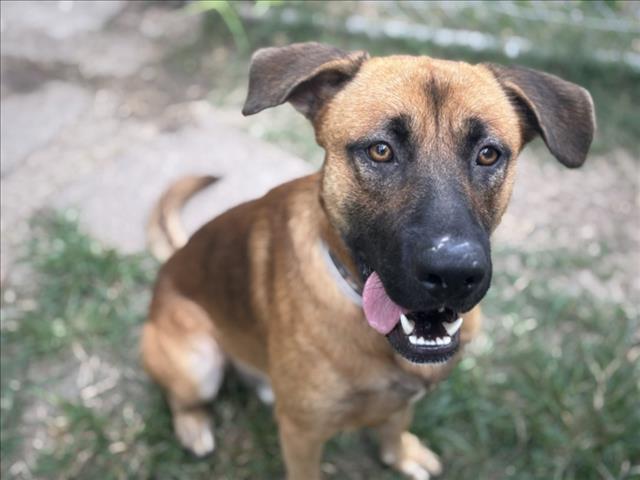 adoptable Dog in Houston, TX named BROWNIE