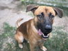 adoptable Dog in houston, TX named BROWNIE