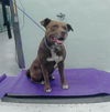 adoptable Dog in  named JINU