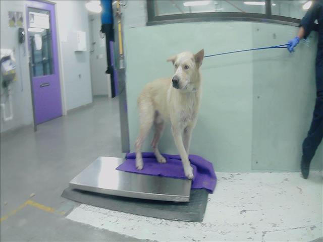 adoptable Dog in Houston, TX named PETER