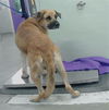 adoptable Dog in  named BUSTER