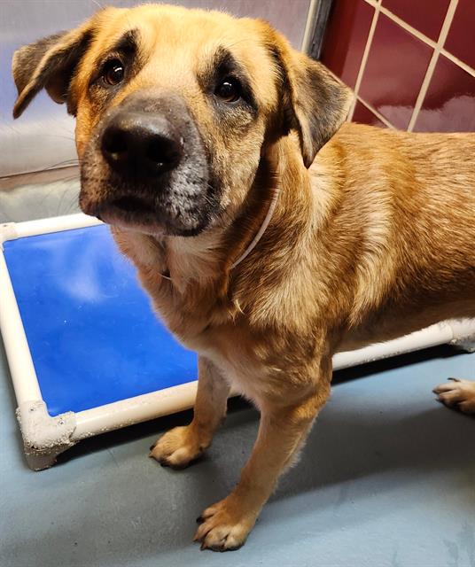 adoptable Dog in Houston, TX named BUSTER