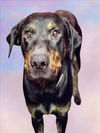 adoptable Dog in  named VALOR