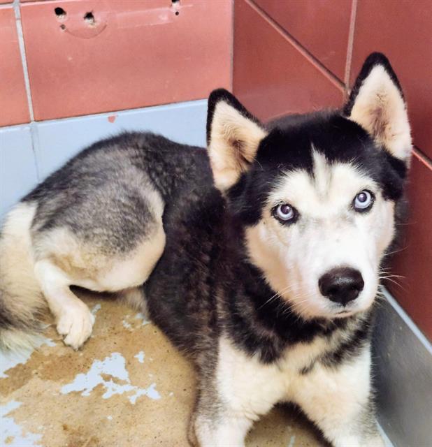 adoptable Dog in Houston, TX named PARKER