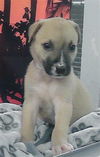 adoptable Dog in  named A2024057