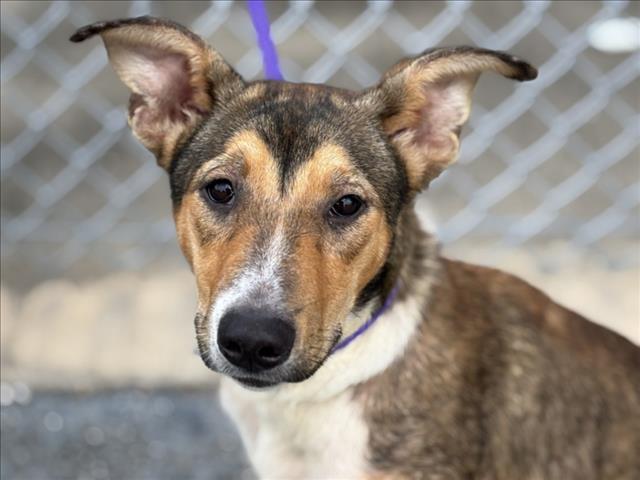 adoptable Dog in Houston, TX named FAUNA