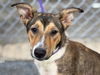 adoptable Dog in  named FAUNA