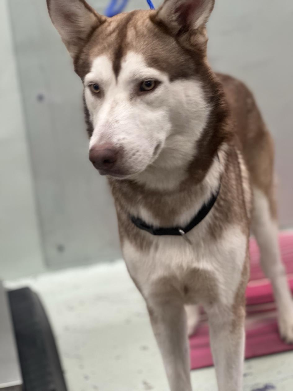 adoptable Dog in Houston, TX named JULIAN