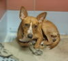 adoptable Dog in  named JB