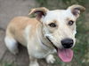 adoptable Dog in  named BANANA