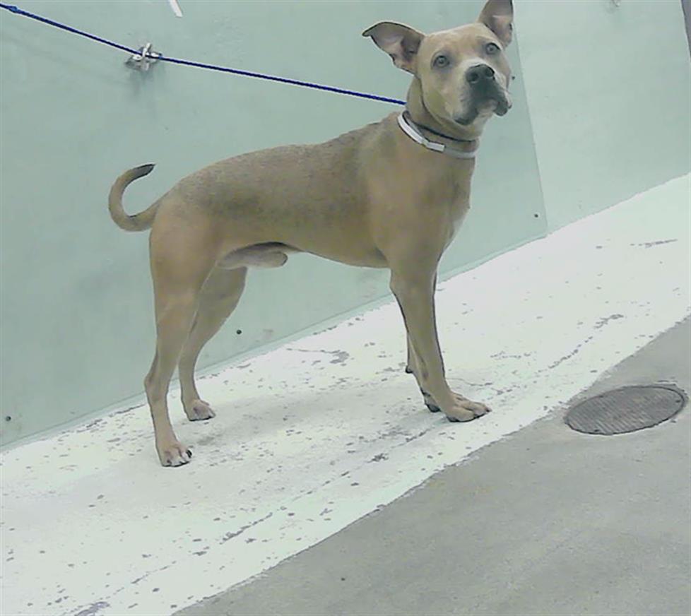 adoptable Dog in Houston, TX named TONY