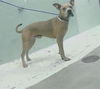 adoptable Dog in  named TONY