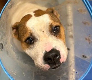 adoptable Dog in Houston, TX named STELLA