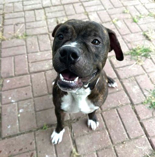 adoptable Dog in Houston, TX named PESTO
