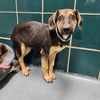 adoptable Dog in  named PETUNIA
