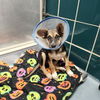 adoptable Dog in  named ROSE