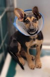 adoptable Dog in houston, TX named BLOSSOM