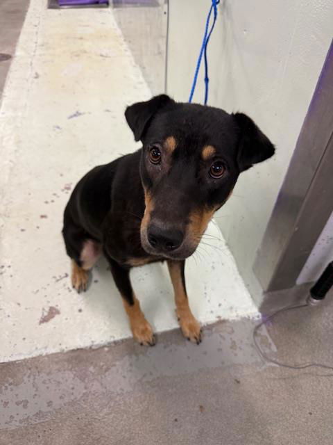 adoptable Dog in Houston, TX named CASPER