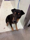adoptable Dog in  named A2023223