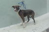 adoptable Dog in  named BILLIE
