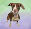 adoptable Dog in  named BILLIE