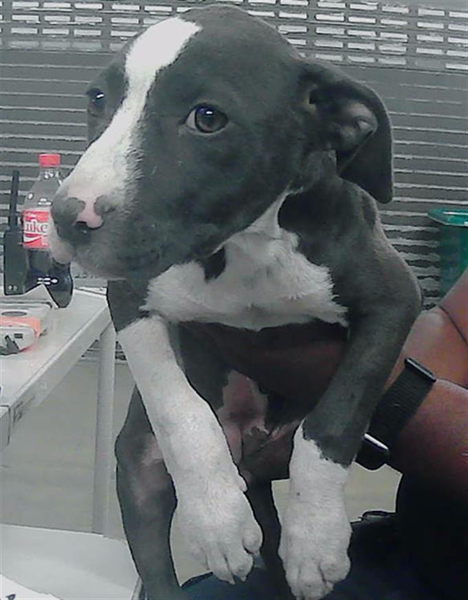 adoptable Dog in Houston, TX named SUZIE