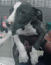 adoptable Dog in  named SUZIE