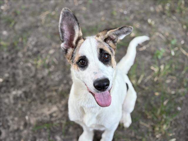adoptable Dog in Houston, TX named BEE