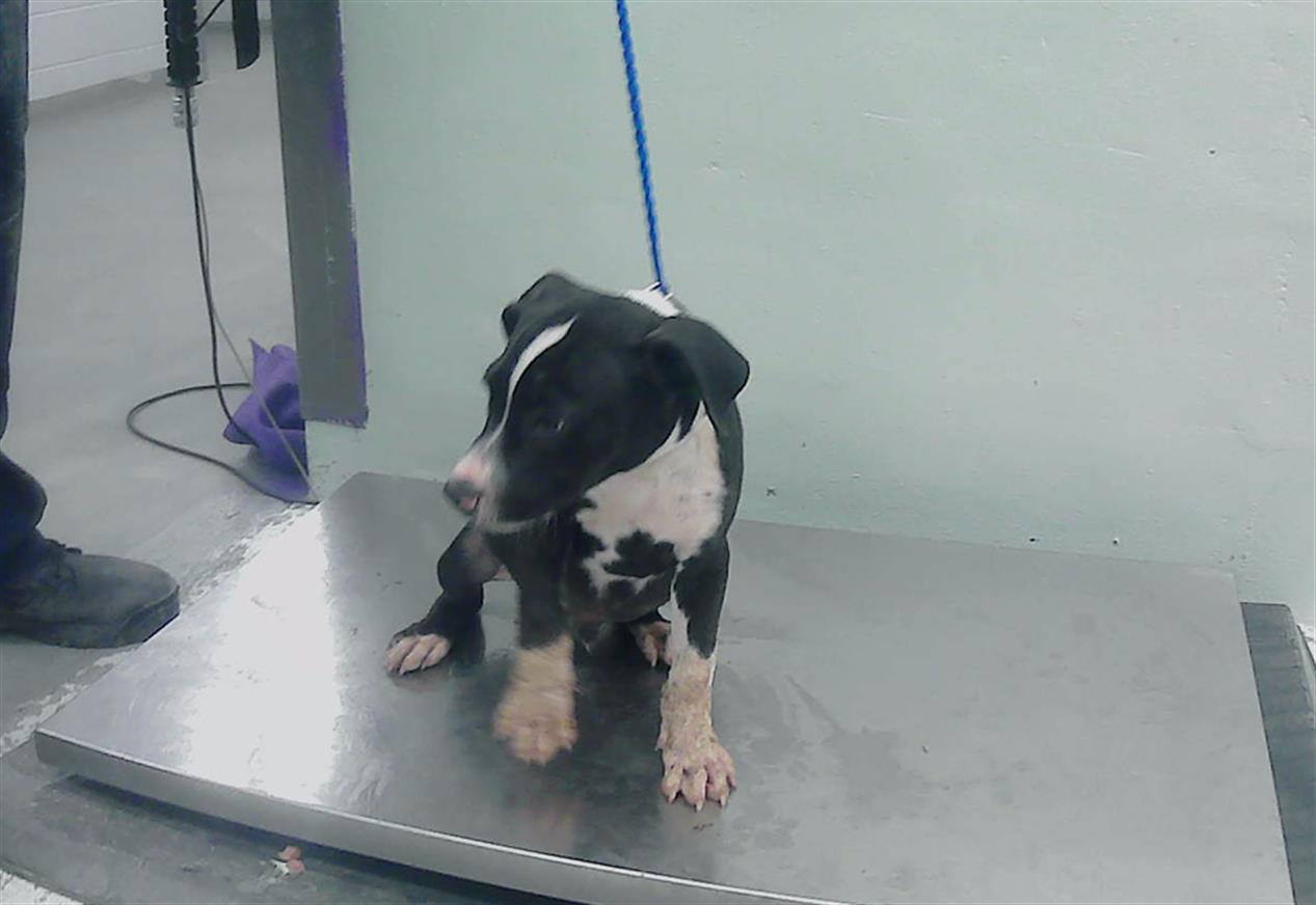 adoptable Dog in Houston, TX named COOPER
