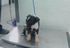 adoptable Dog in  named COOPER