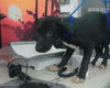 adoptable Dog in  named REX