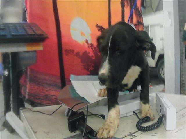 adoptable Dog in Houston, TX named OILLIE